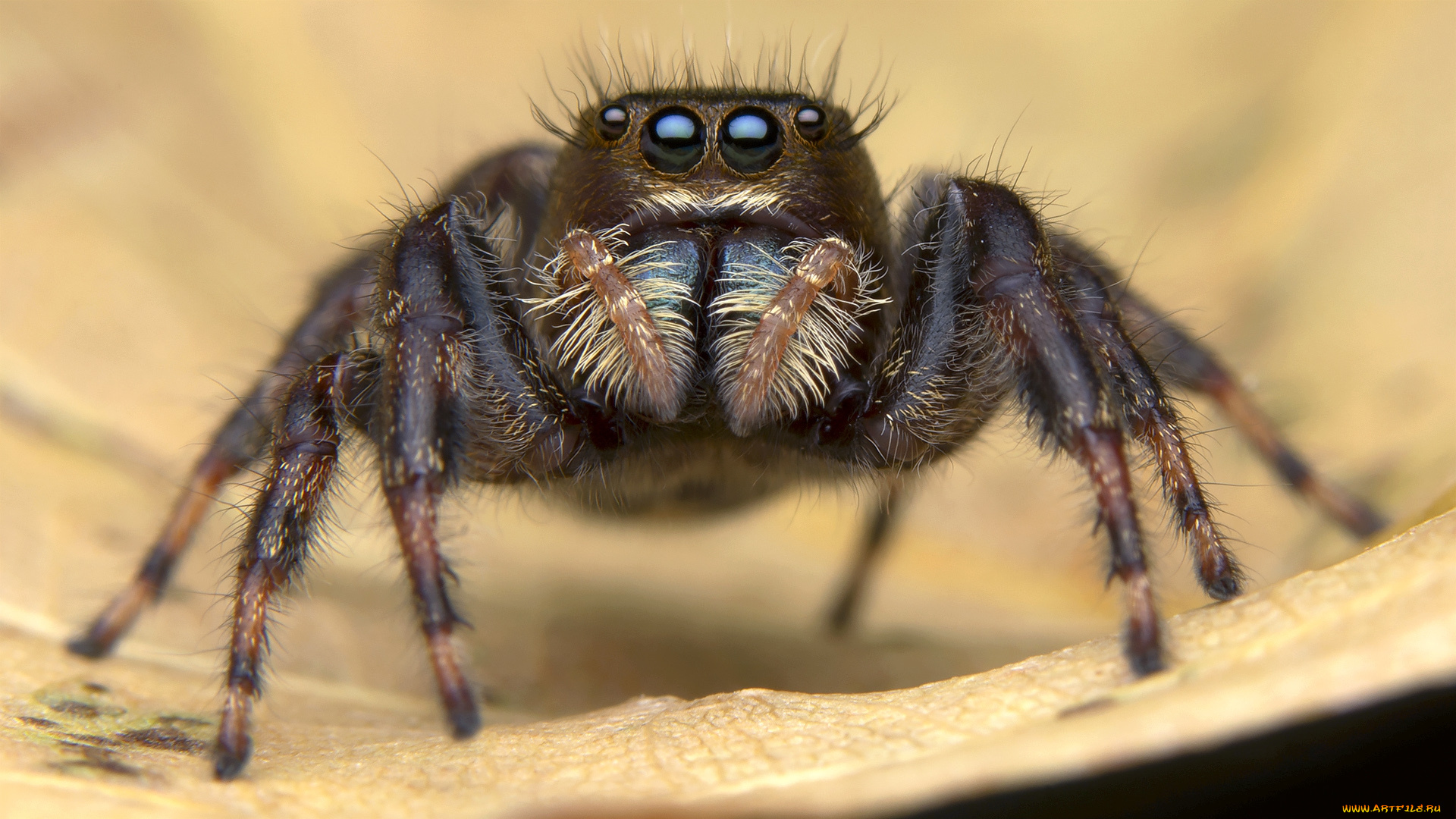 животные, пауки, паучок