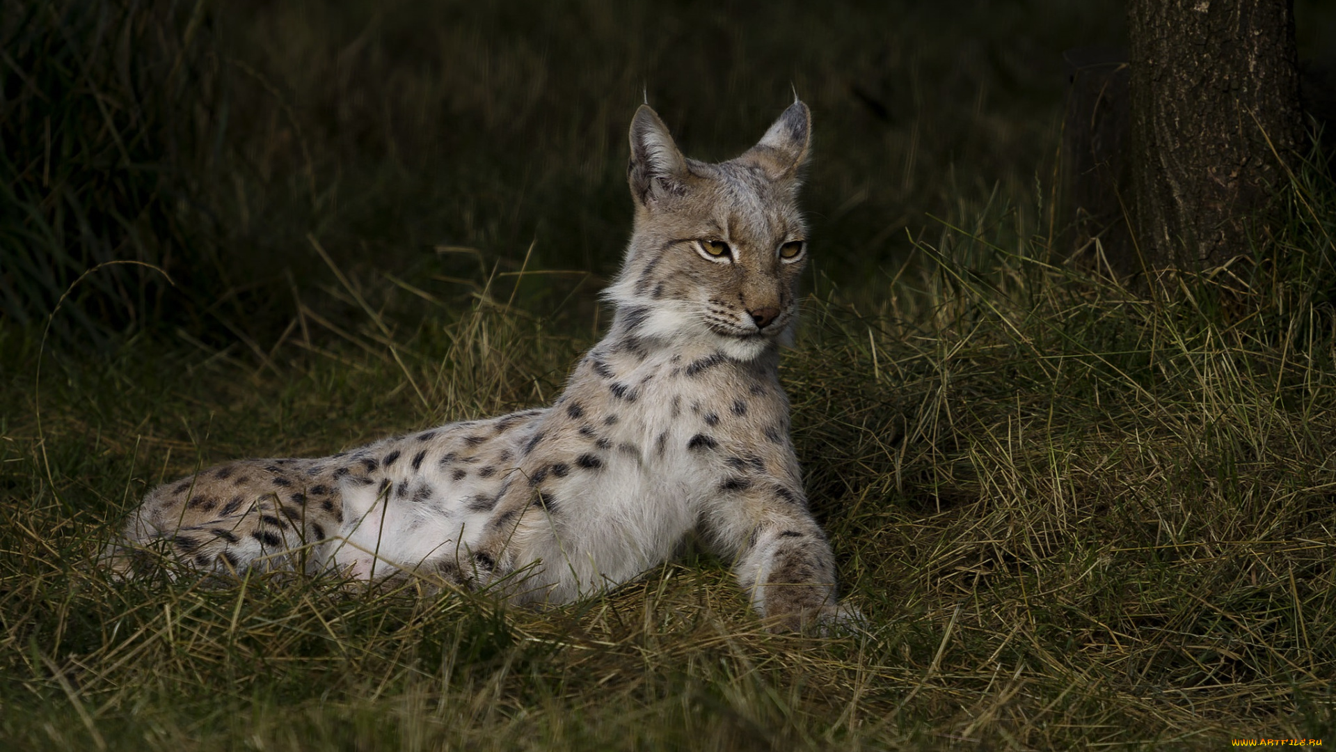 животные, рыси, рысь