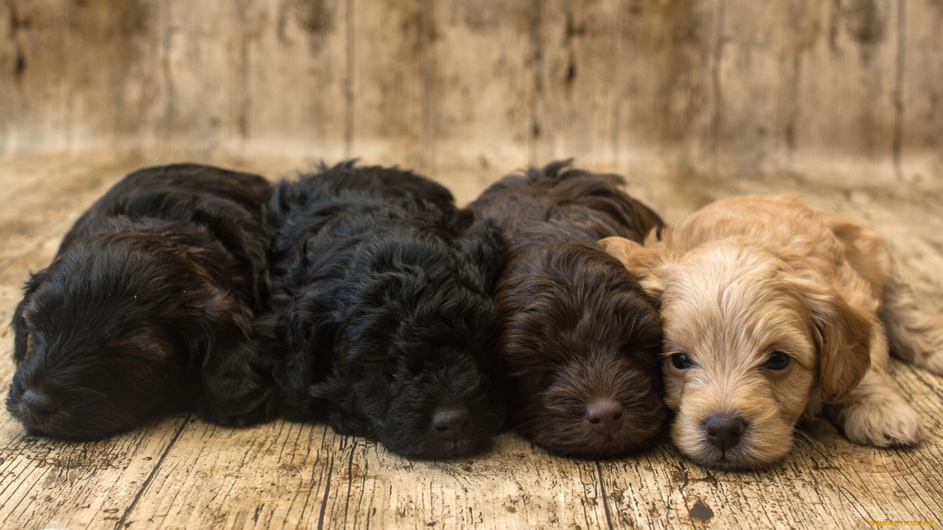 животные, собаки, квартет, спаниель, милые, малыши, щенки