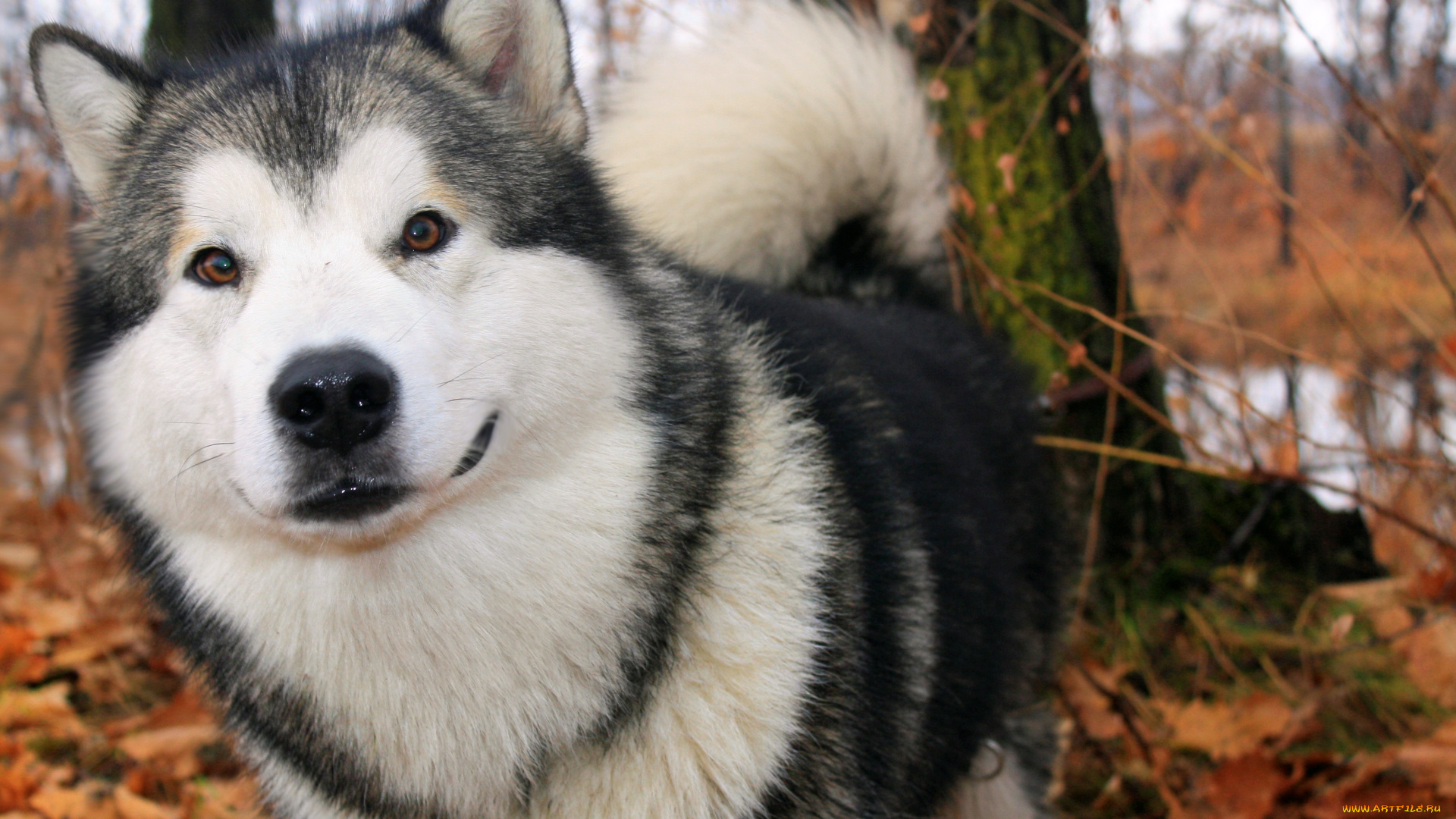животные, собаки, лайка, пес, собака, осень, лес, улыбка