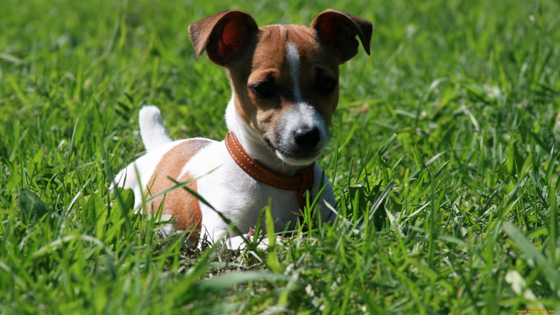 животные, собаки, собака, пес, джек-рассел, трава, луг