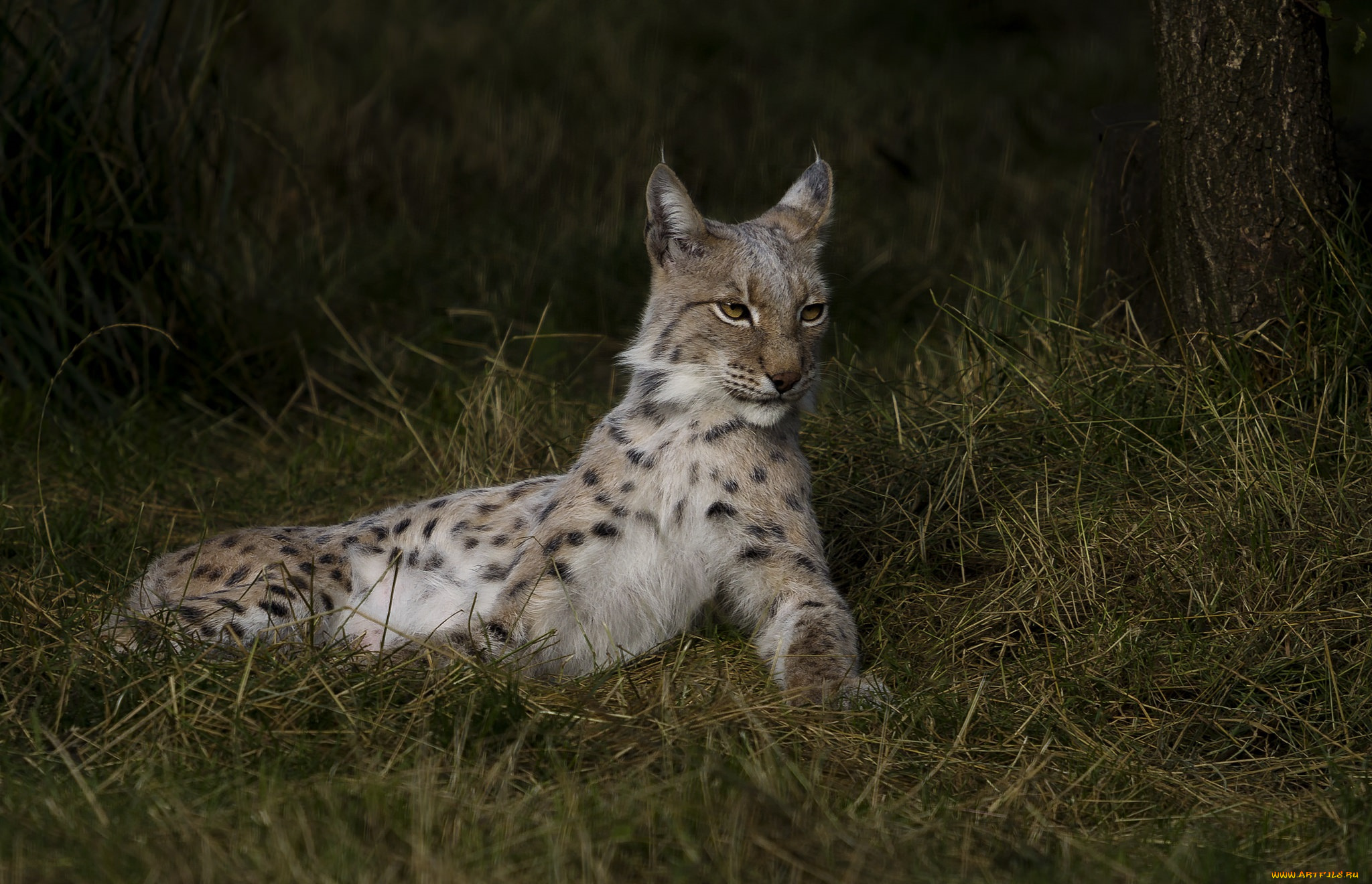 животные, рыси, рысь