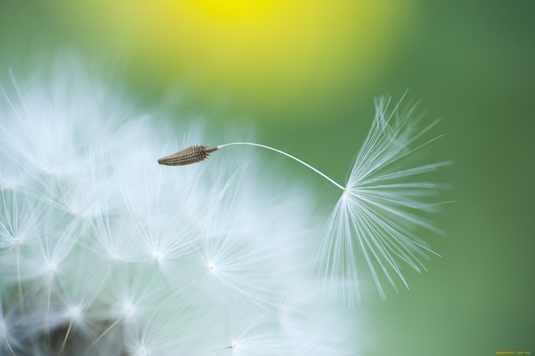 цветы, одуванчики, лето, фон, цветок, былинка