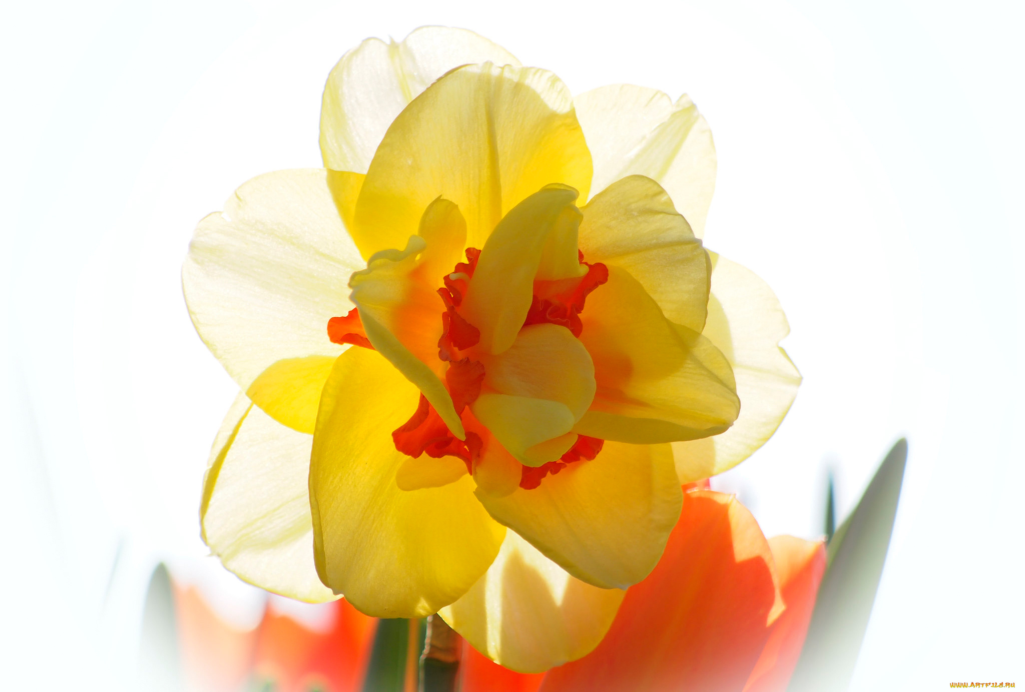 цветы, нарциссы, макро, свет, лепестки, нарцис