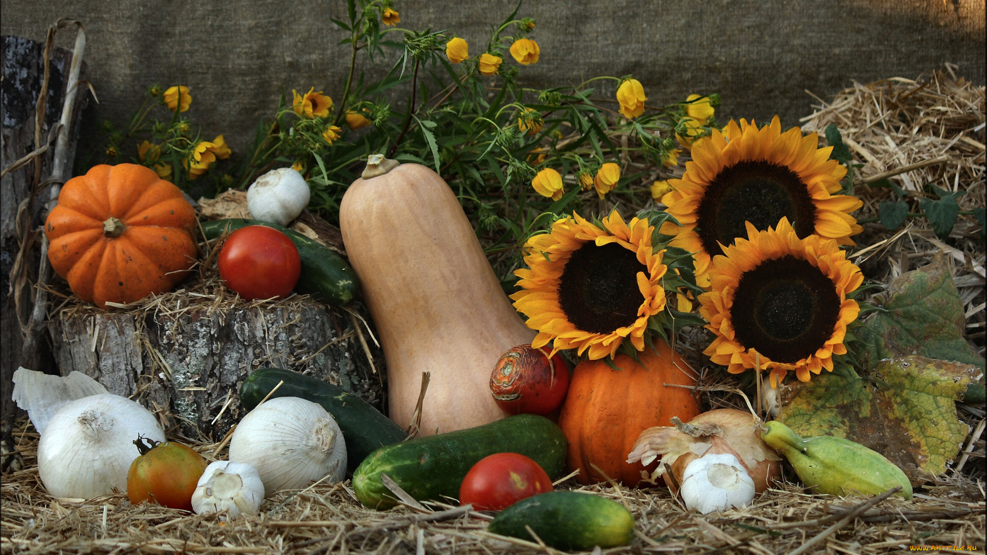 еда, овощи, дары, природы, фотонатюрморт, солнца, луч, натюрморт, лук, композиция, кабачок