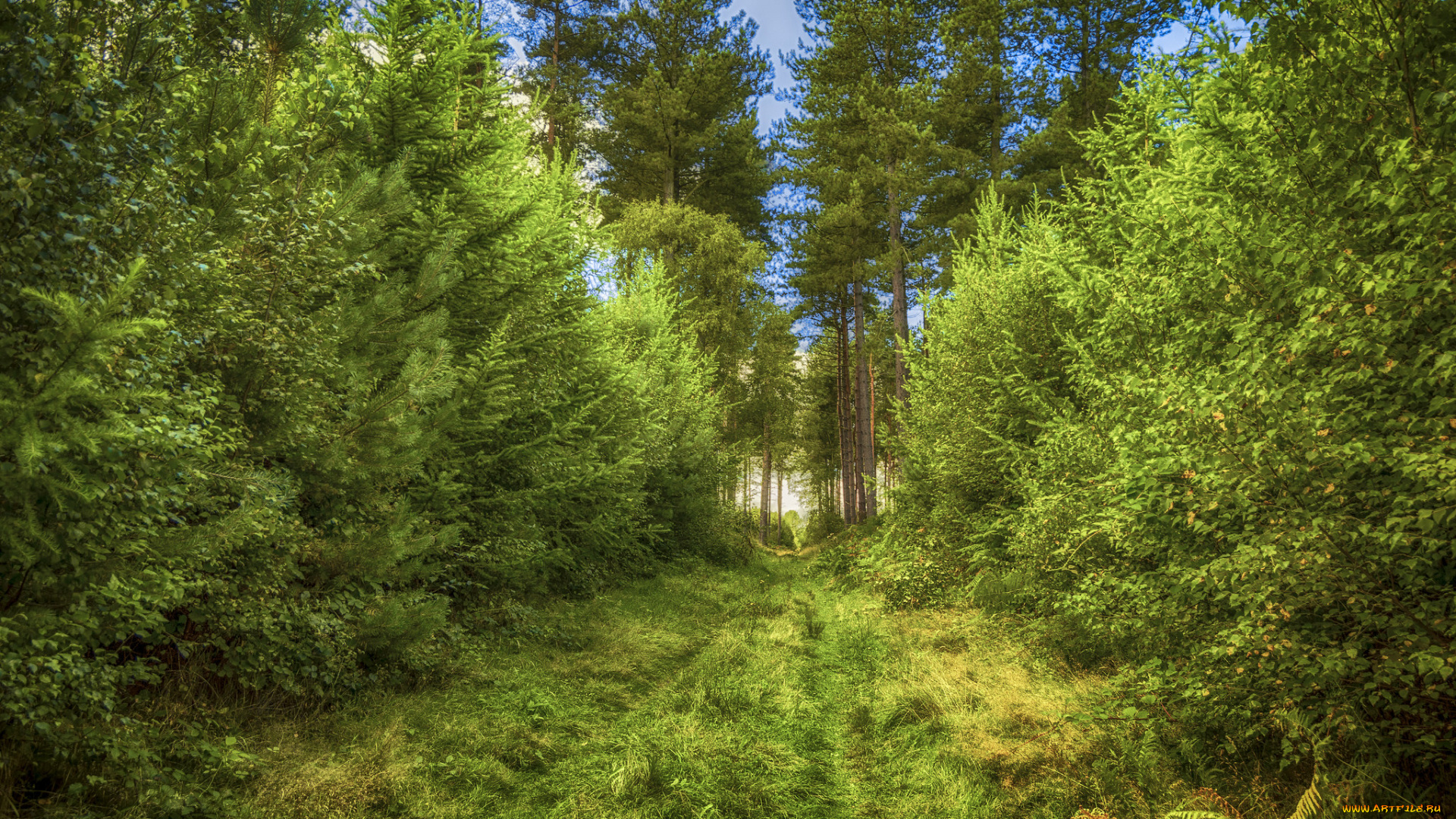 природа, дороги, простор