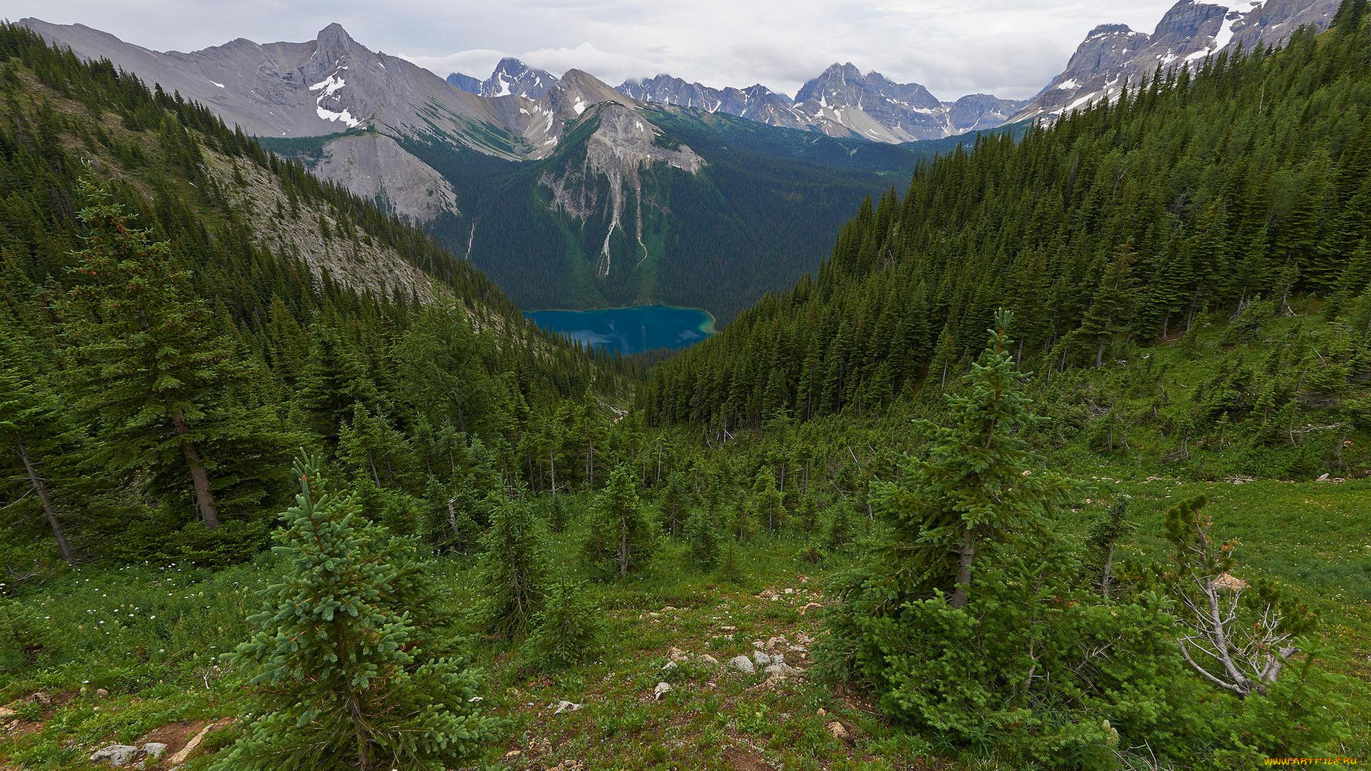 природа, горы, лес, канада, британская, колумбия, зеленый, трава