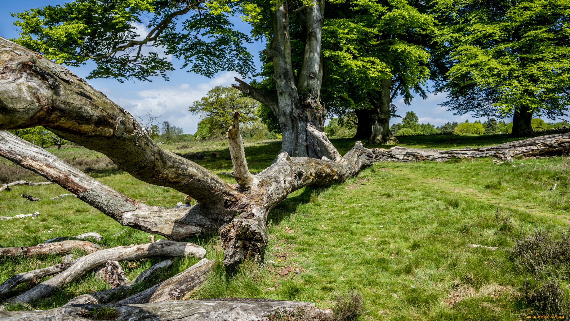 природа, лес, простор