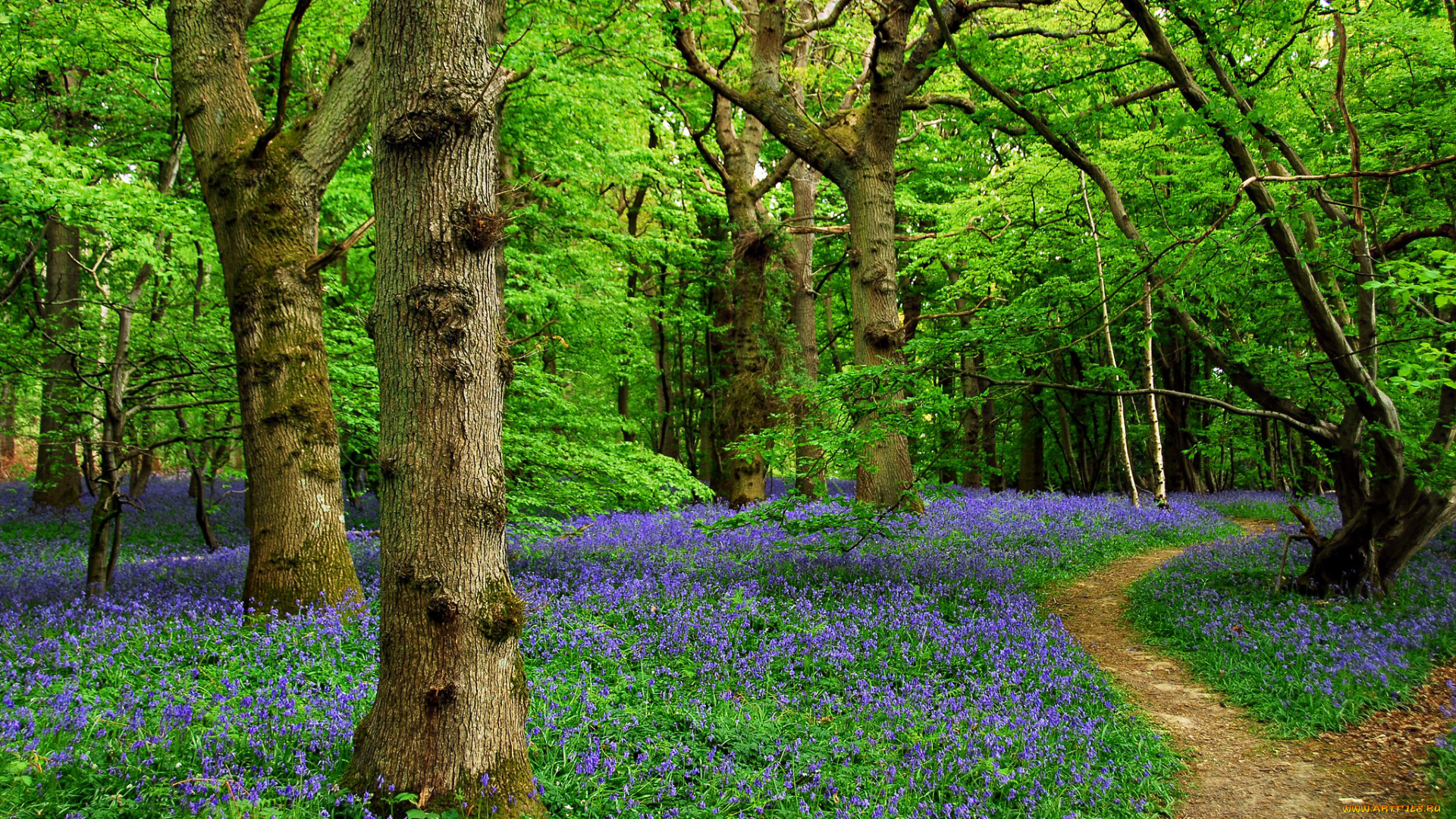 природа, лес, простор