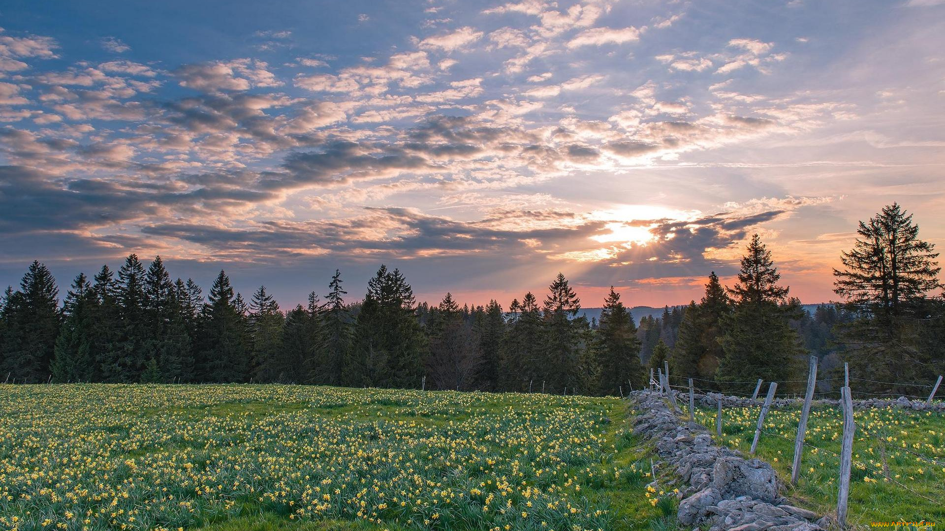 природа, пейзажи, пейзаж, цветы, деревья, поле, закат