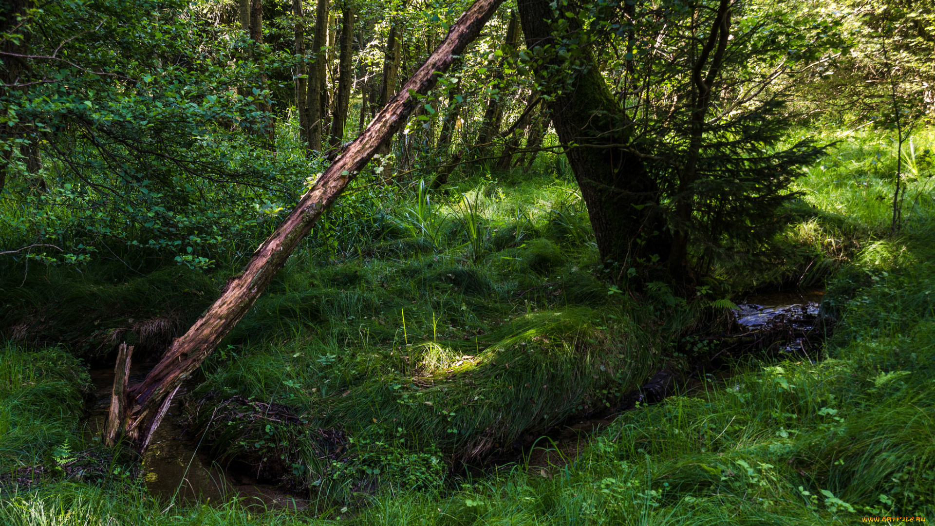 природа, реки, озера, простор