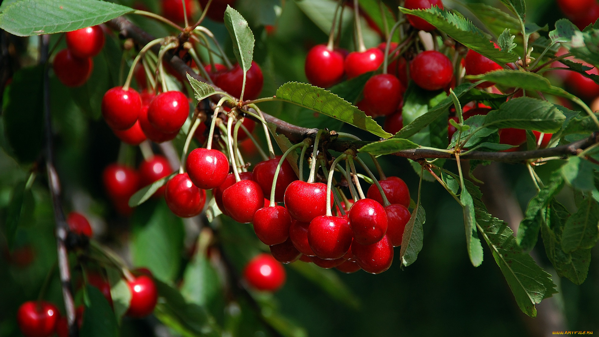 природа, Ягоды, черешня, дача, урожай, красота