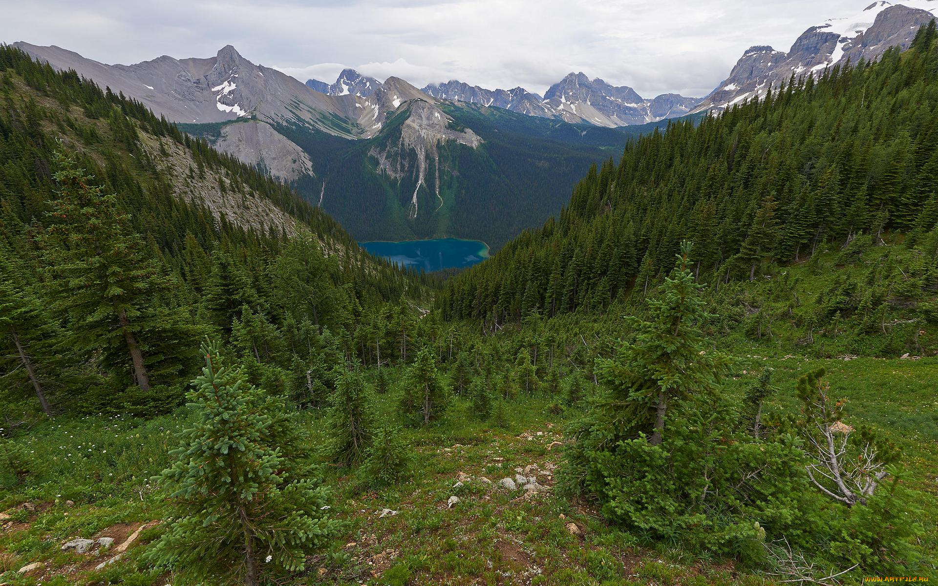 природа, горы, лес, канада, британская, колумбия, зеленый, трава