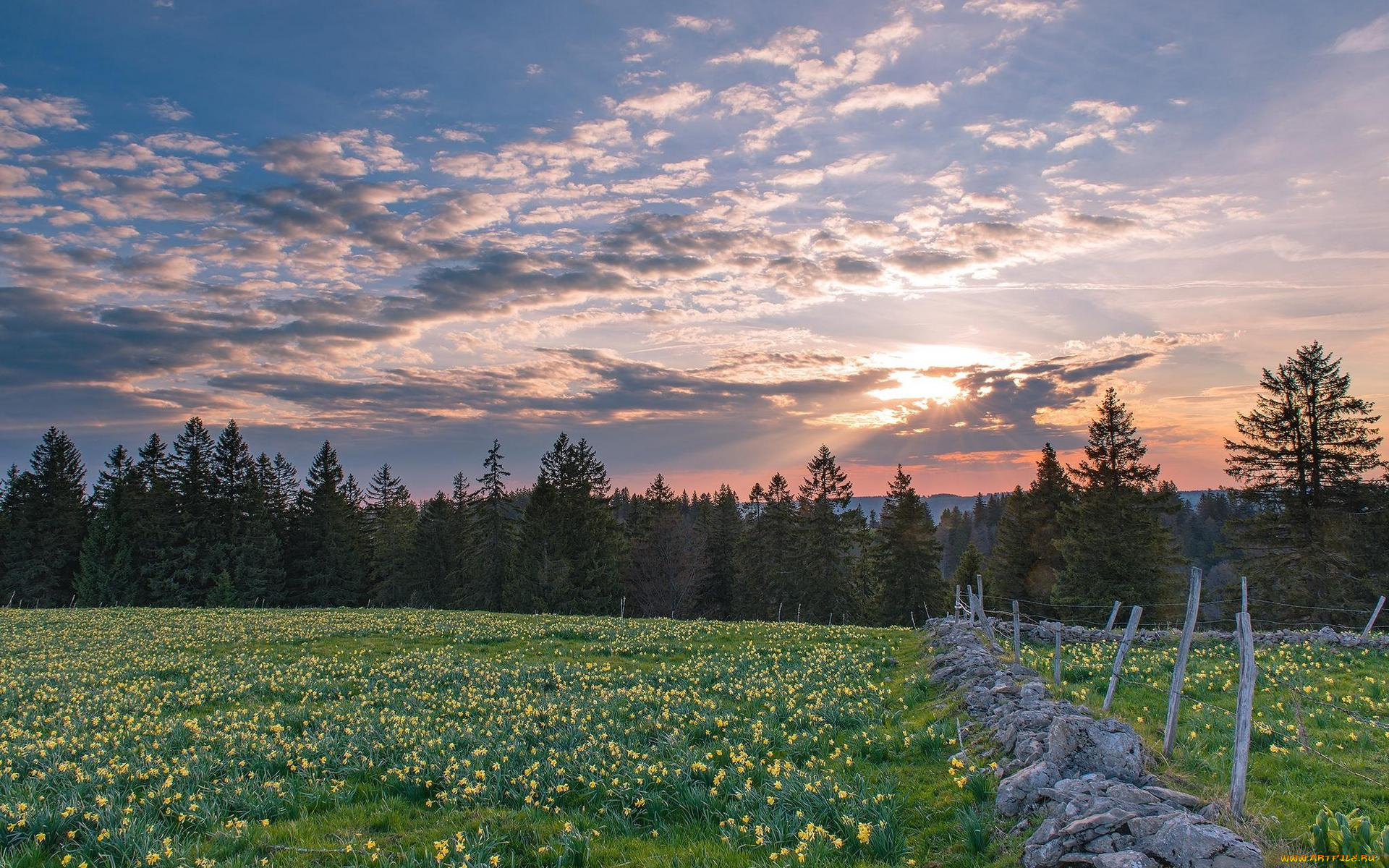 природа, пейзажи, пейзаж, цветы, деревья, поле, закат