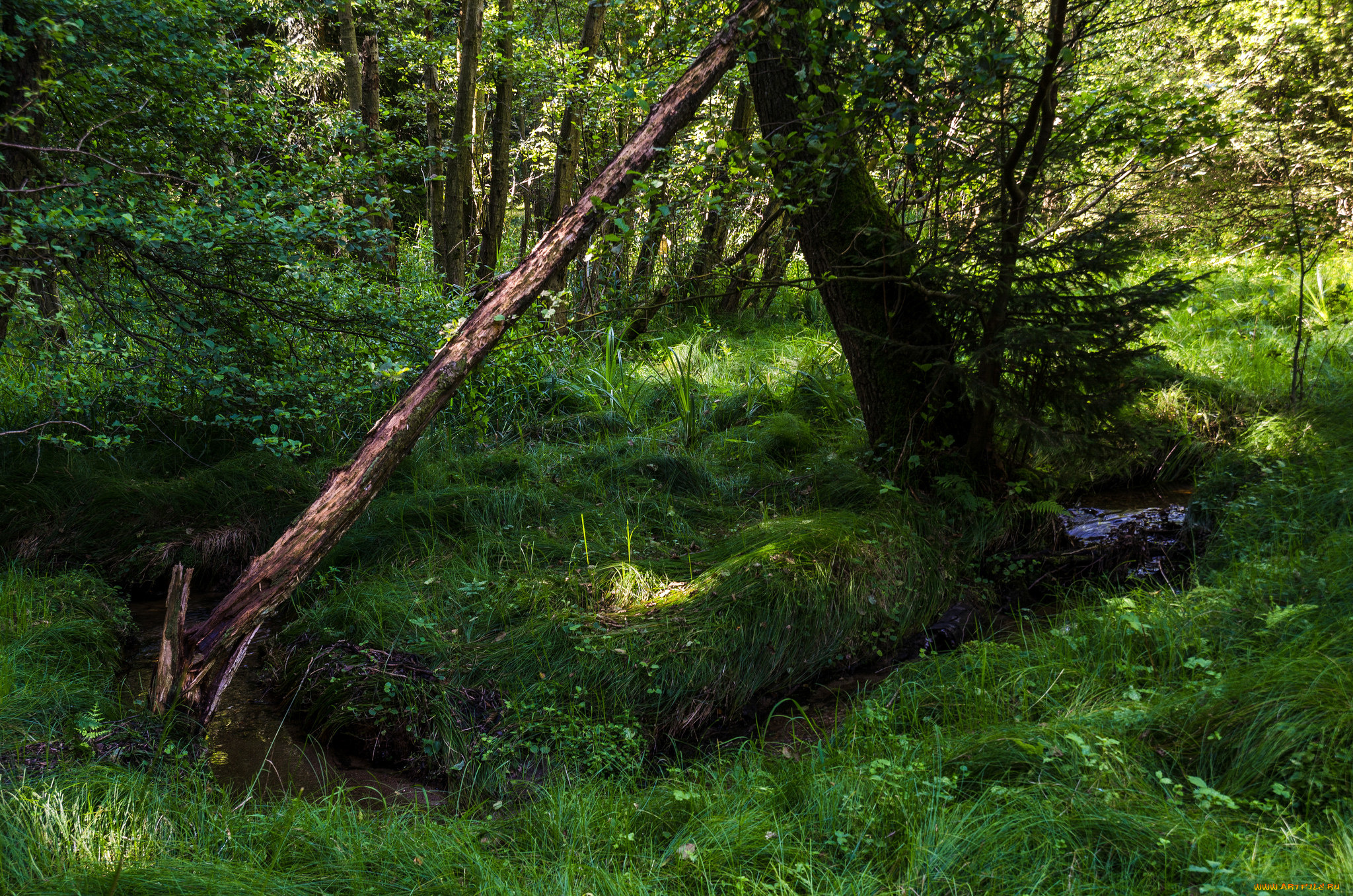 природа, реки, озера, простор