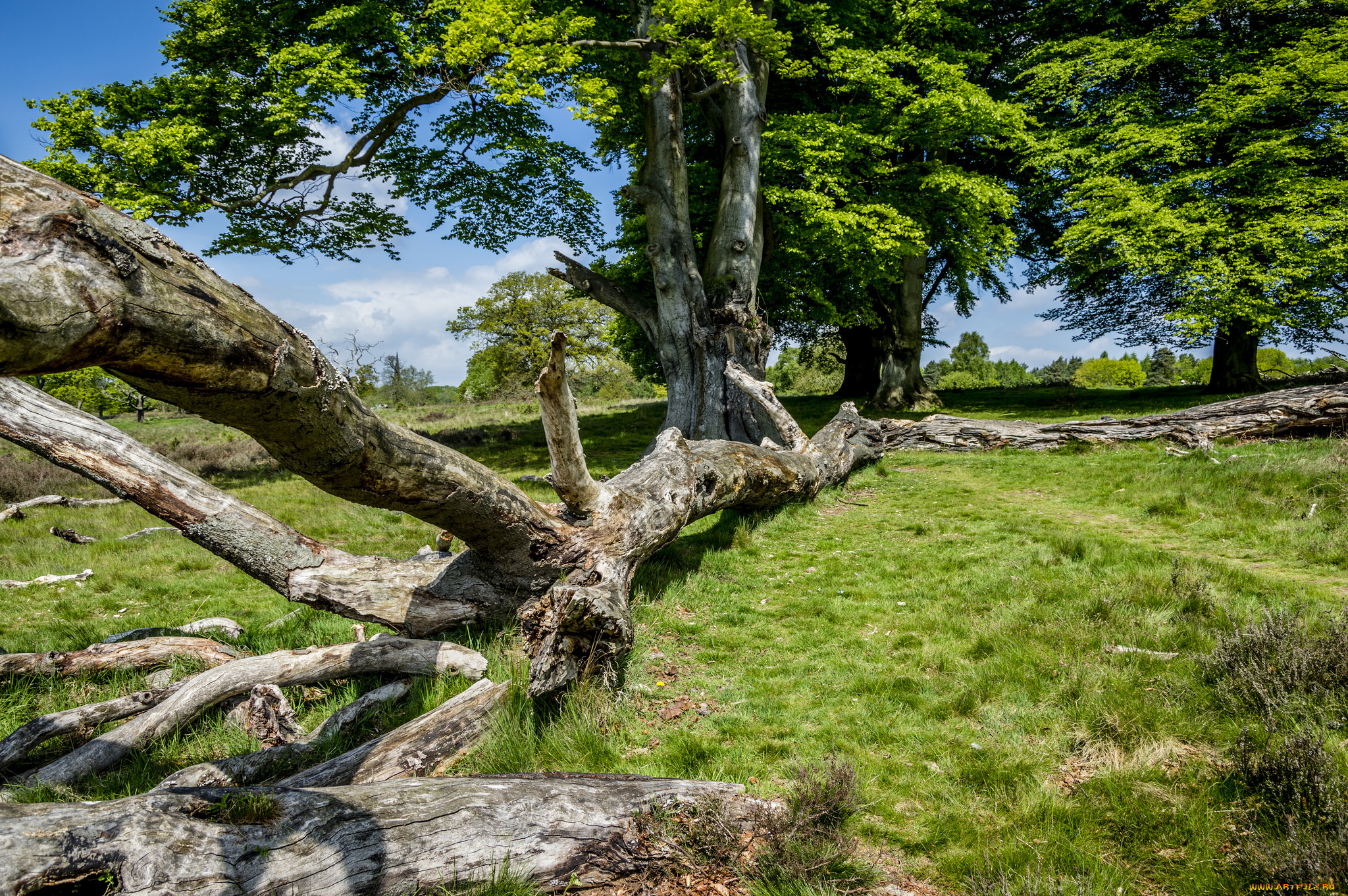 природа, лес, простор