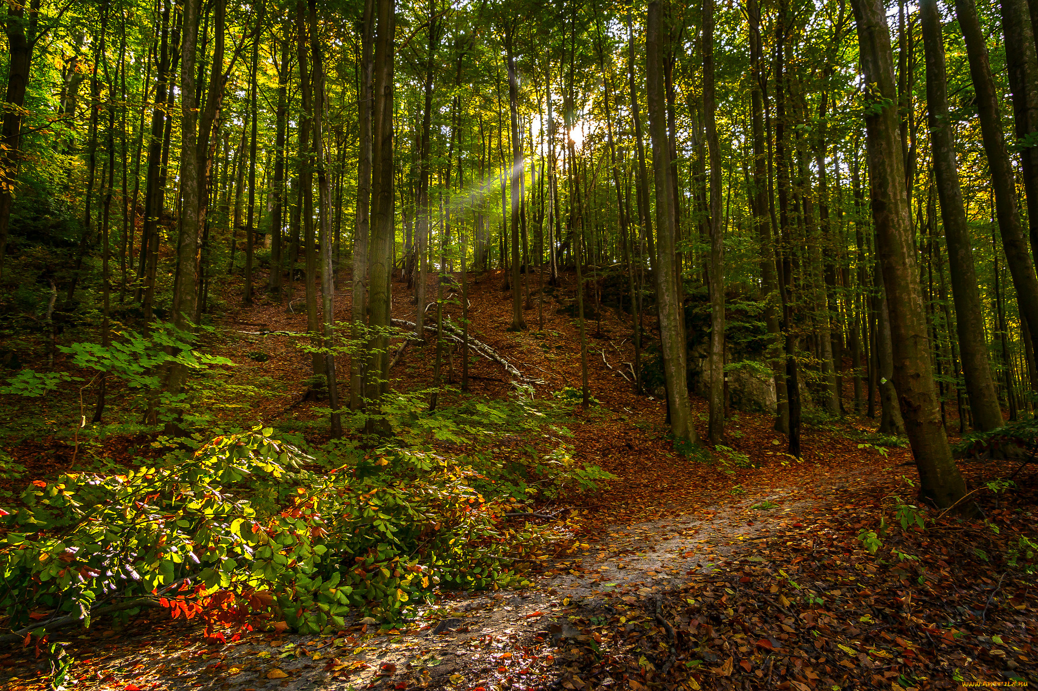 природа, лес, простор