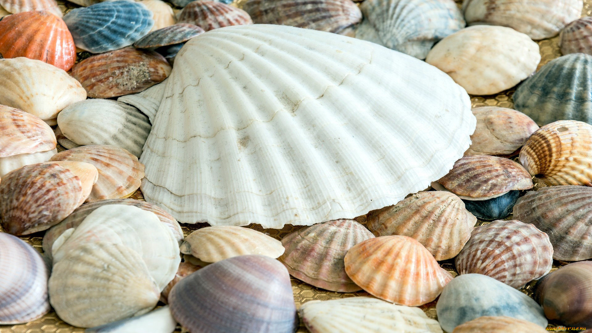 разное, ракушки, , кораллы, , декоративные, и, spa-камни