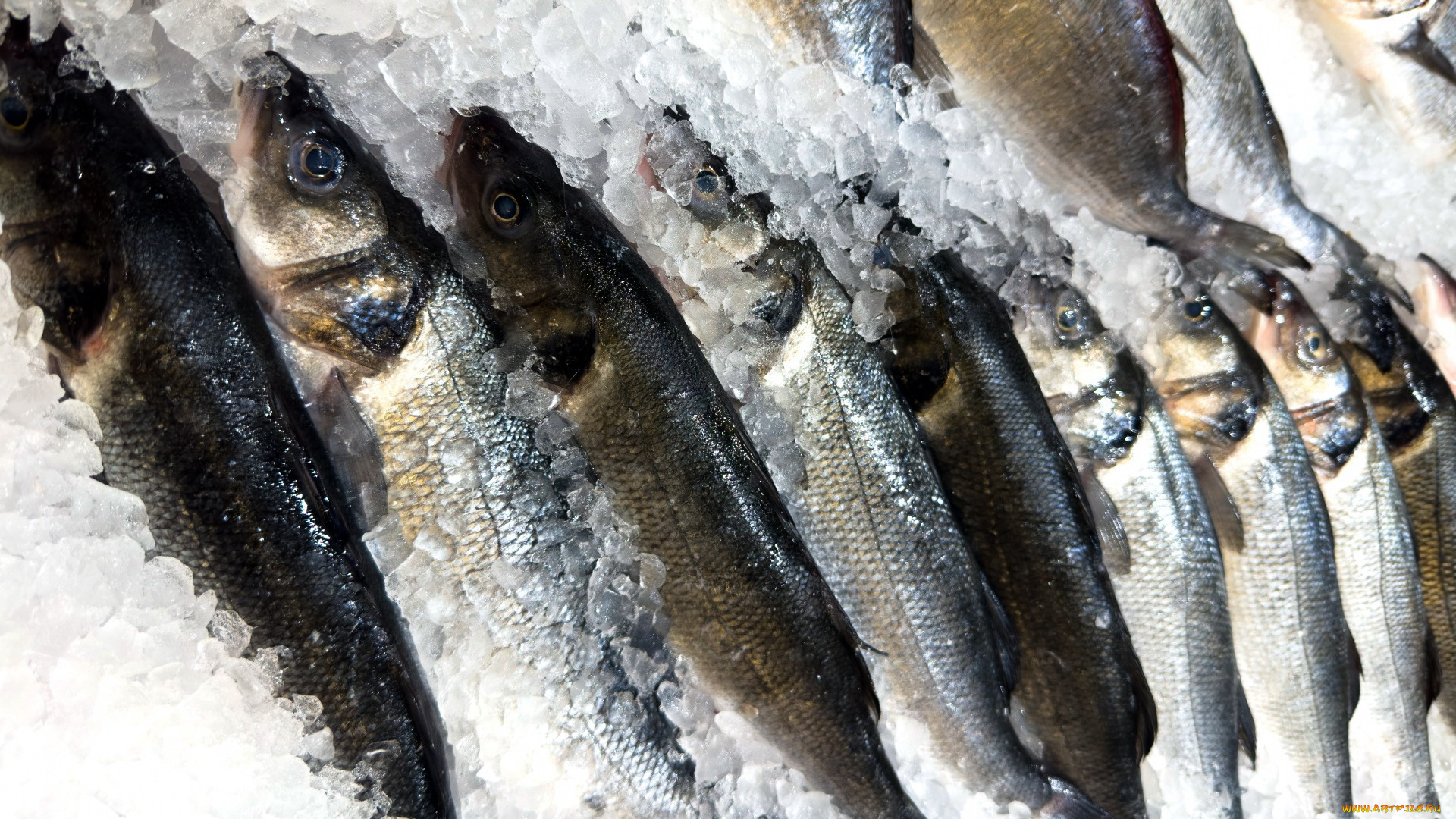 еда, рыба, , морепродукты, , суши, , роллы, лед, свежая