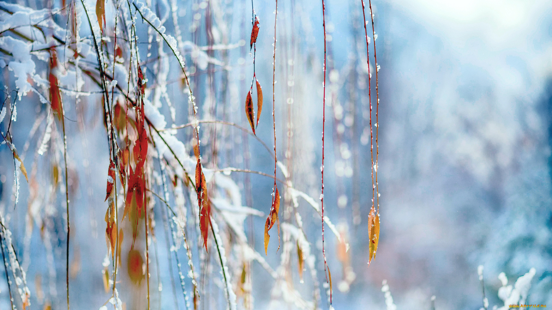 природа, макро, ветки, зима