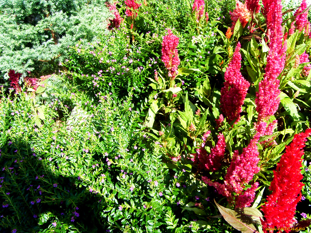 цветы, амаранты