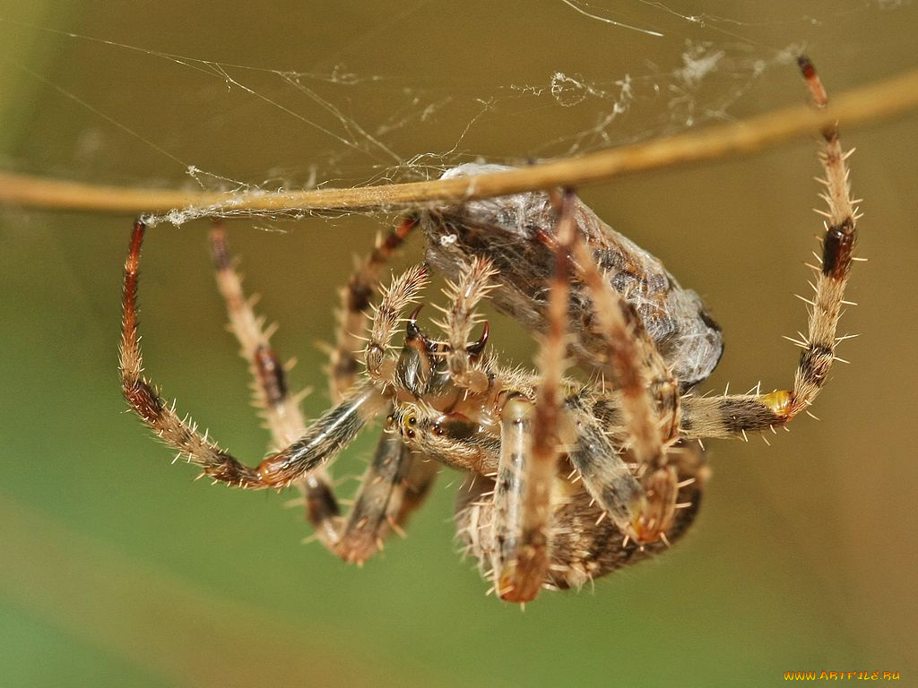 животные, пауки