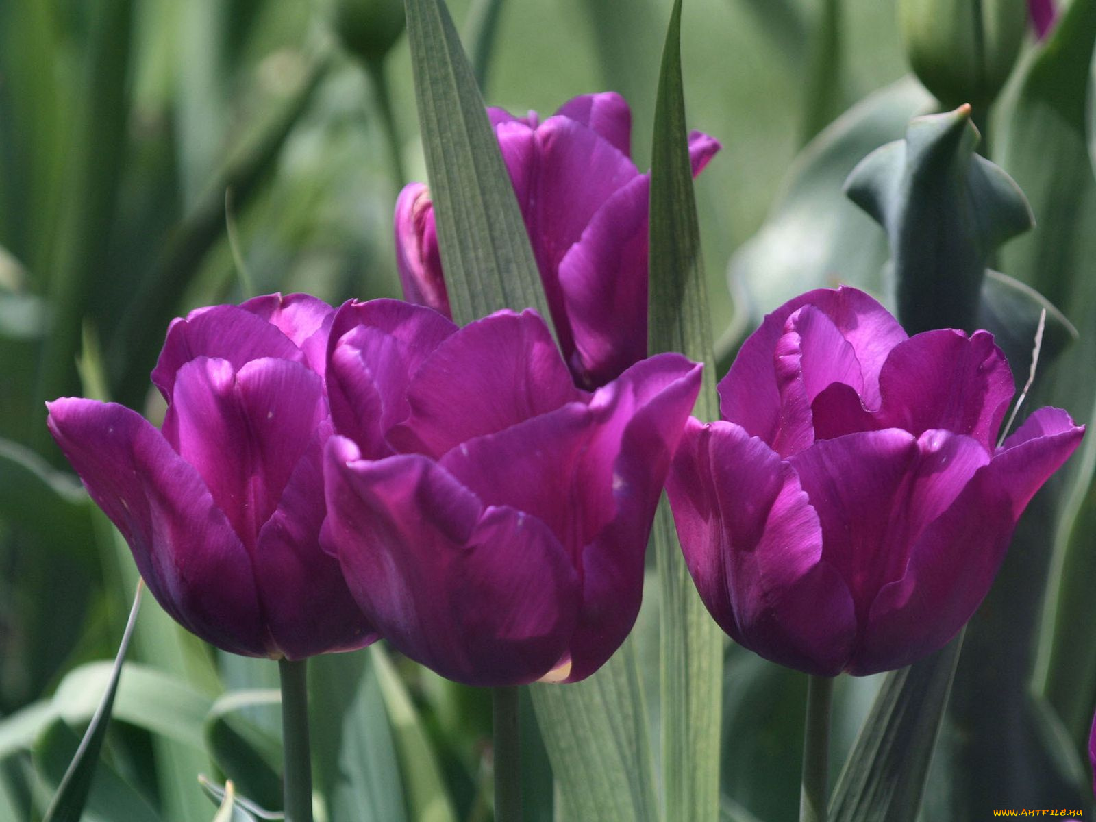 цветы, тюльпаны