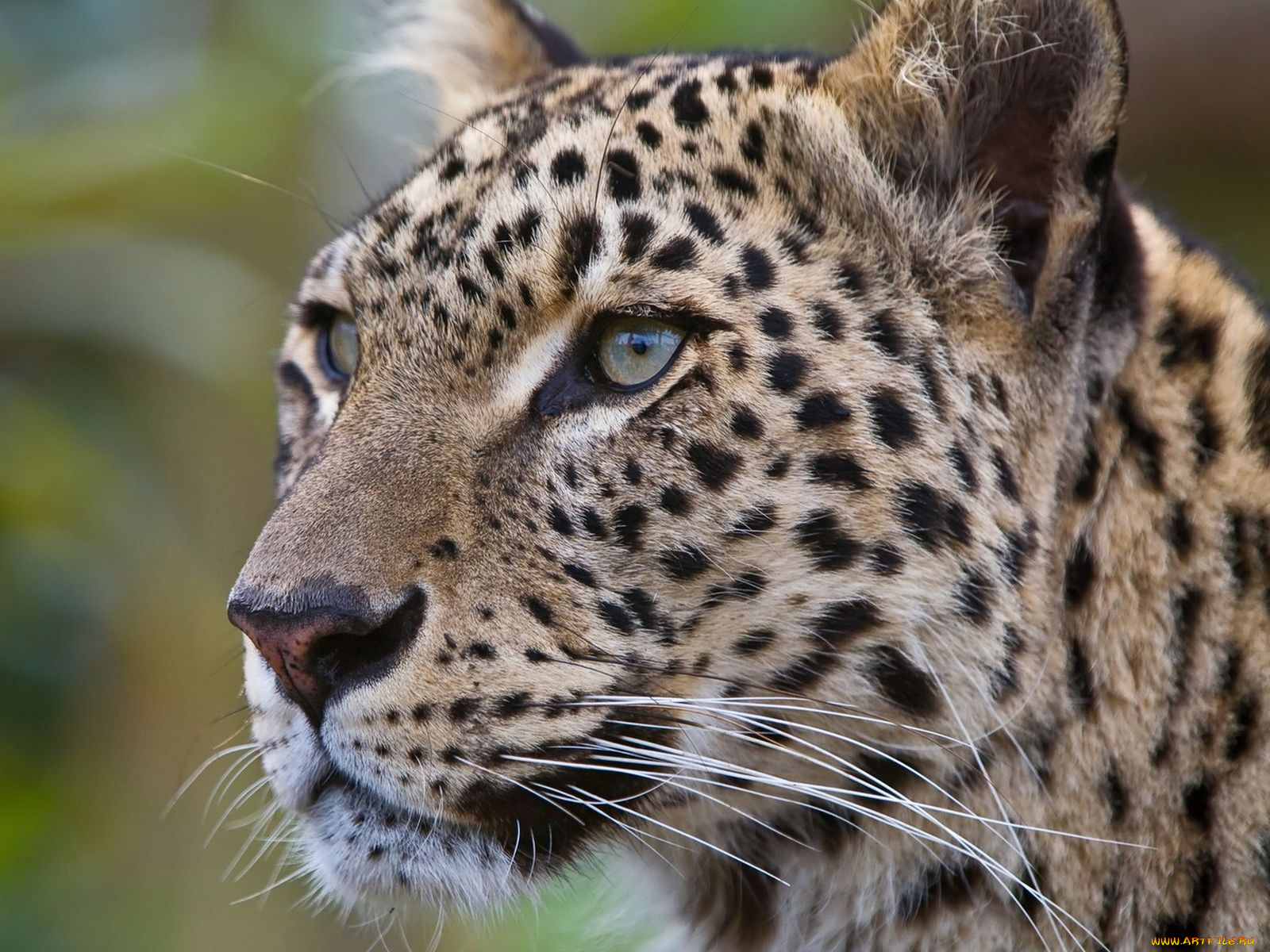 животные, леопарды