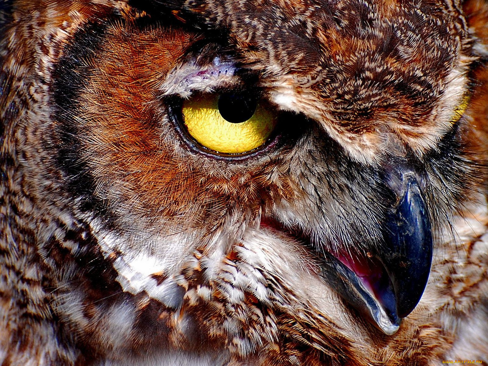 животные, совы