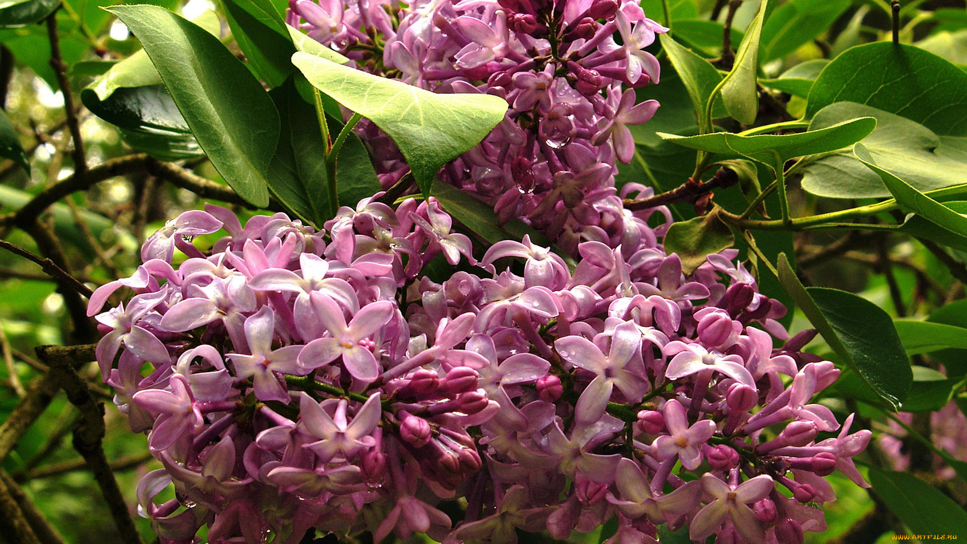 цветы, сирень