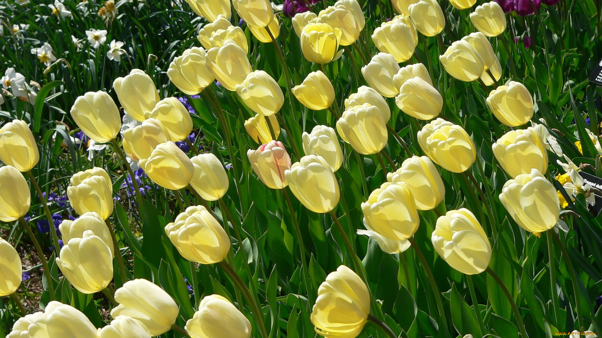 цветы, тюльпаны