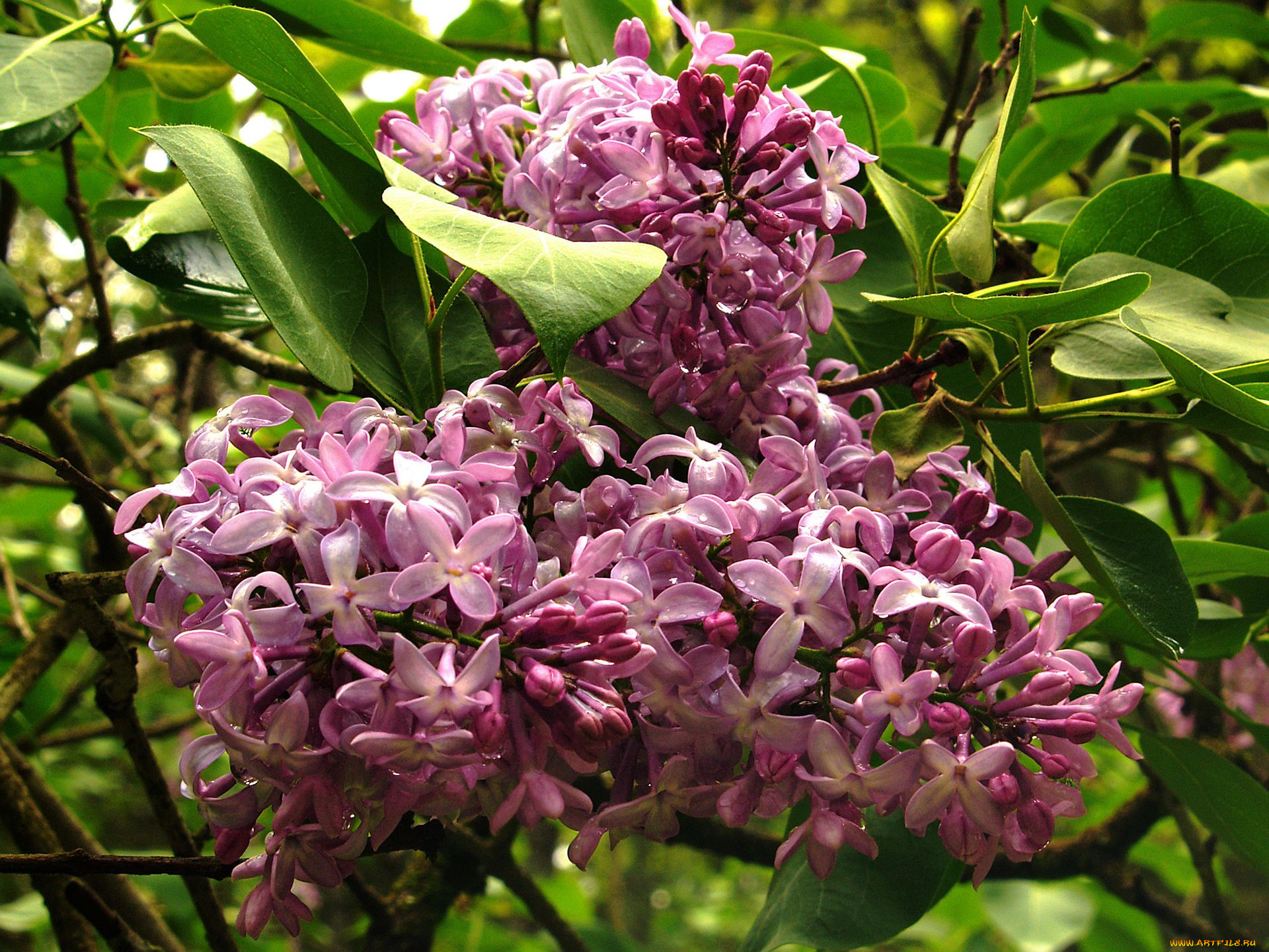 цветы, сирень