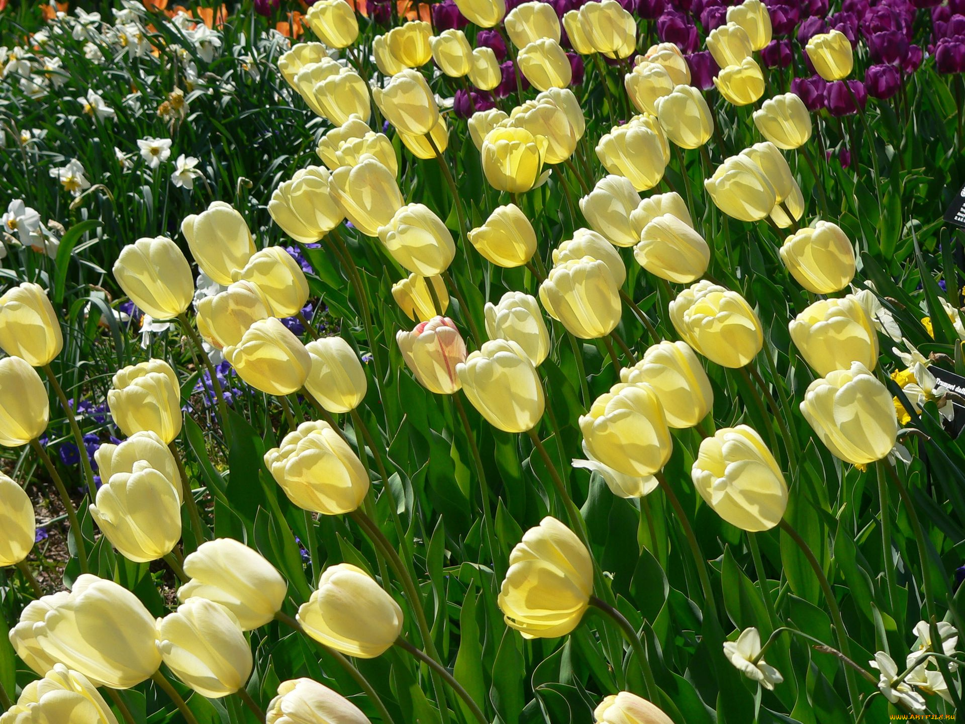 цветы, тюльпаны