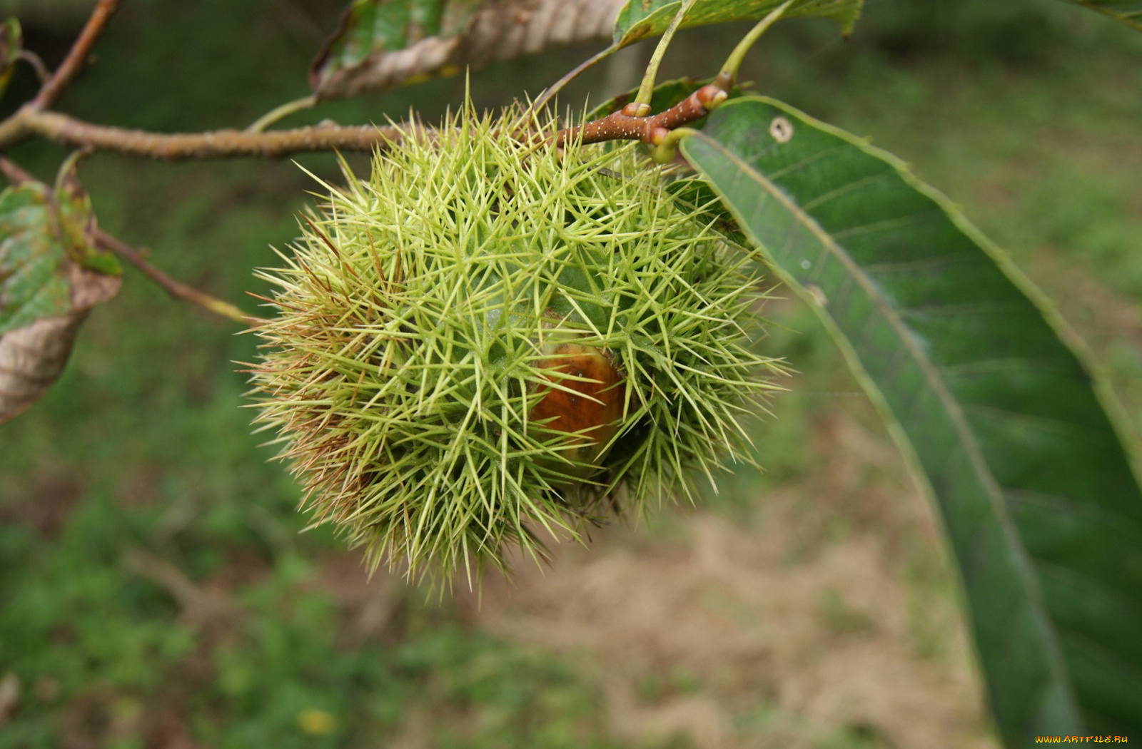 природа, шишки, жёлуди, каштаны, лист