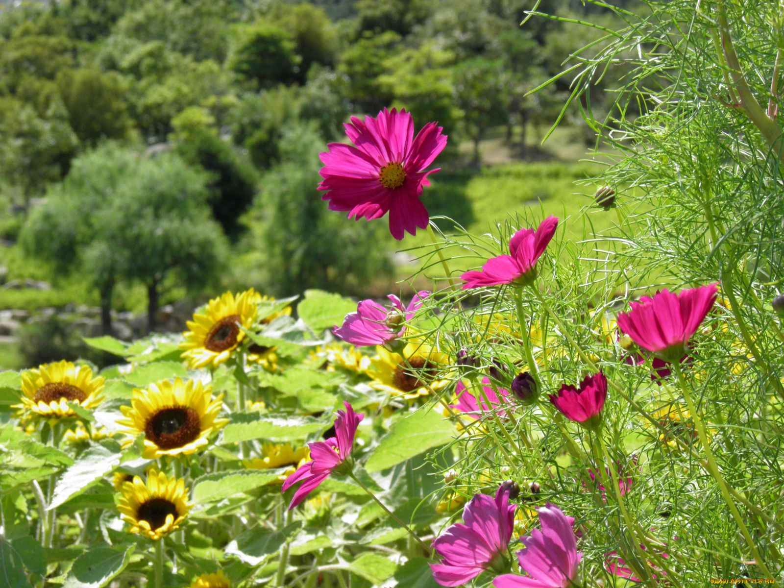 цветы, разные, вместе, лепестки