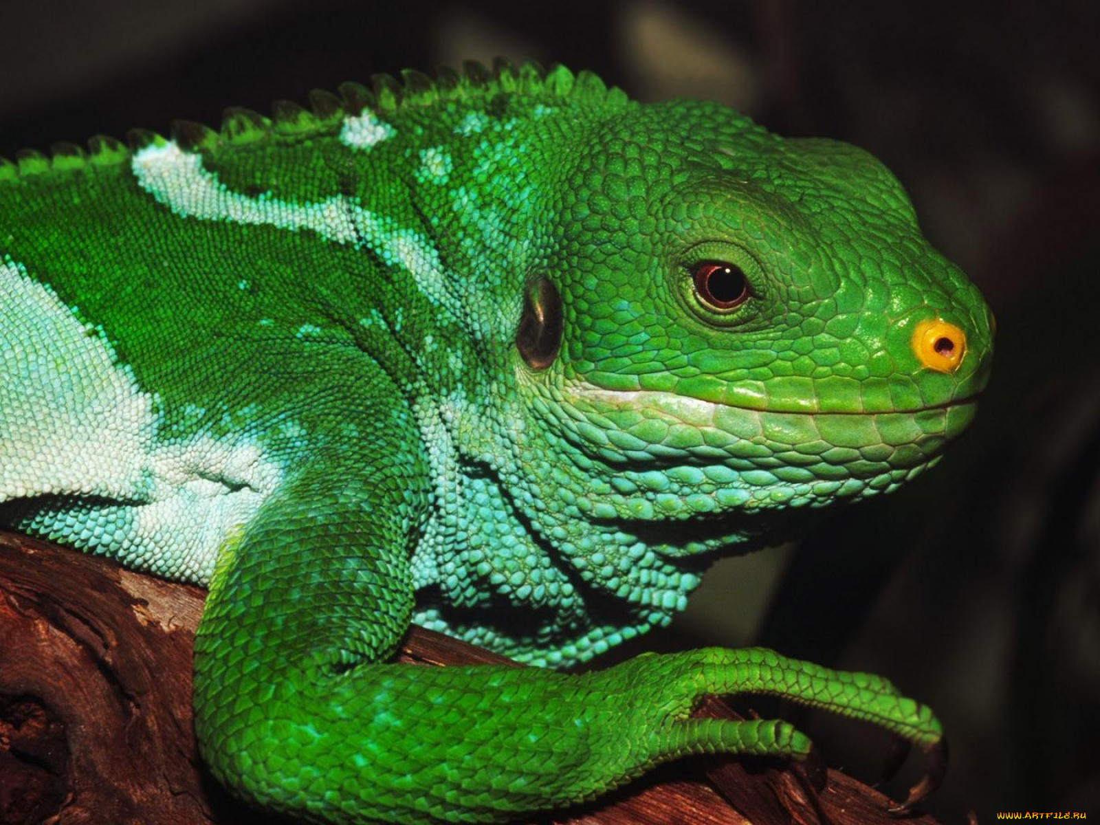 животные, Ящерицы, игуаны, вараны, тёмный, зелёный