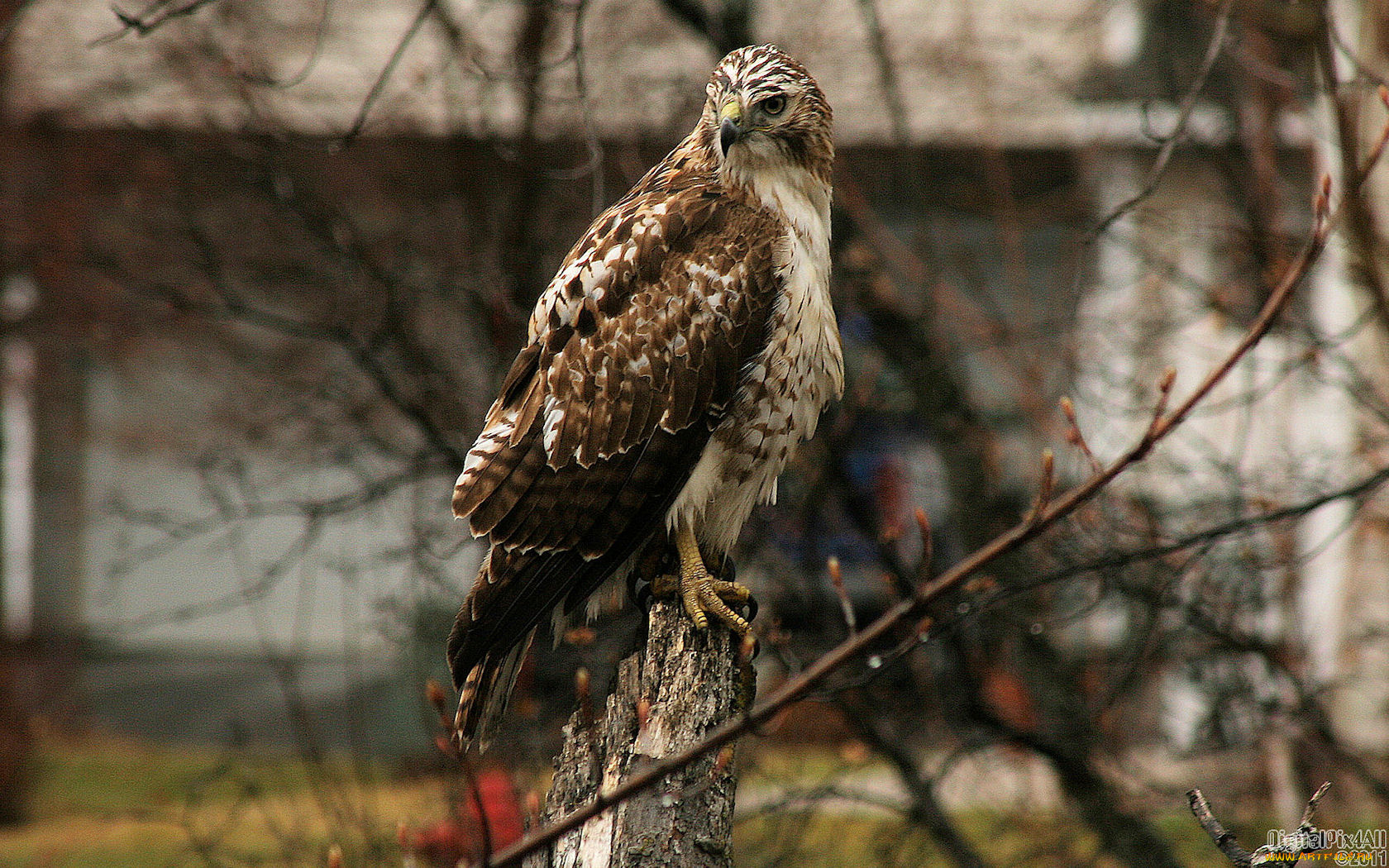 животные, птицы, хищники, ветка