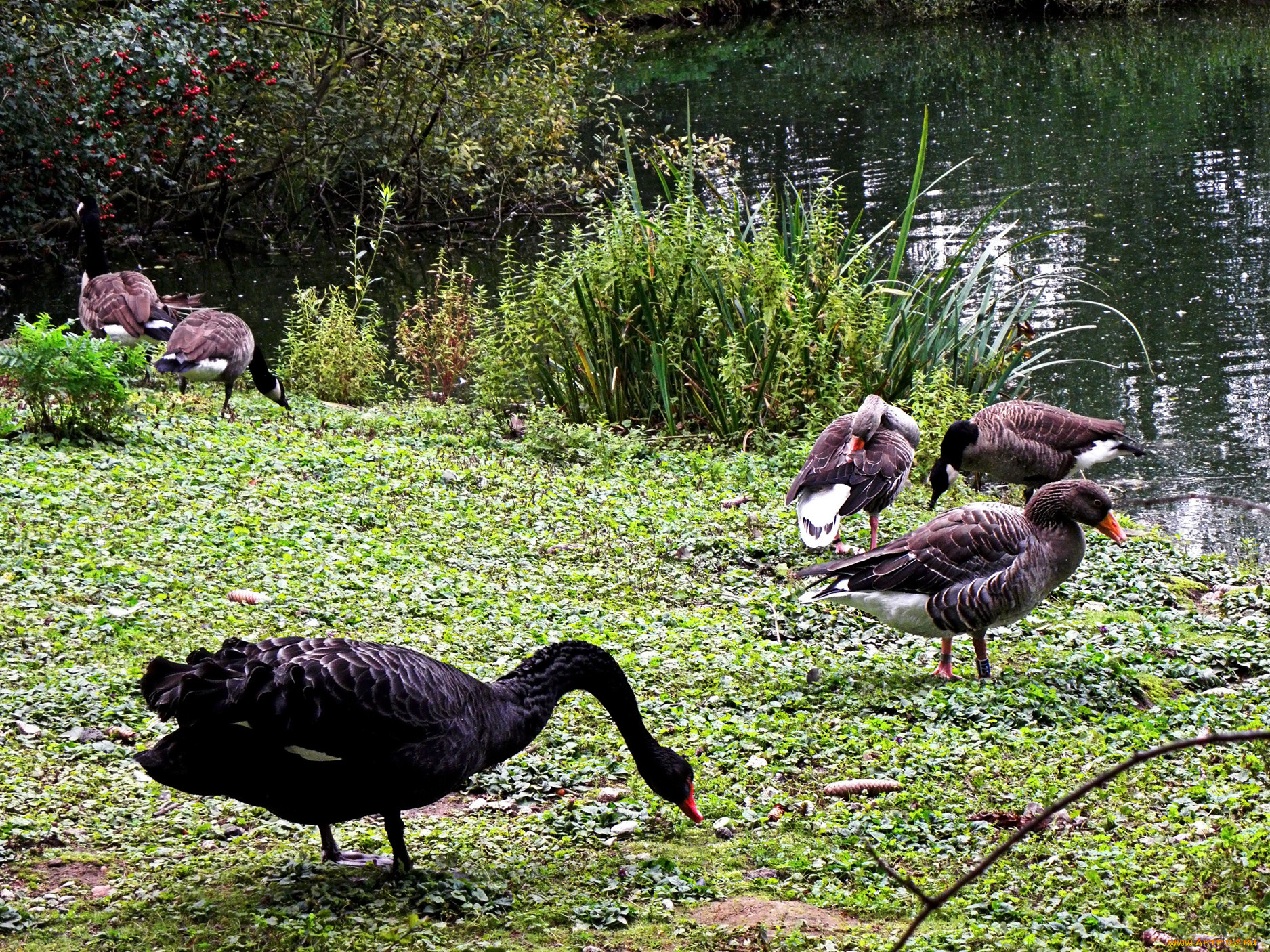 животные, разные, вместе, трава, водоём