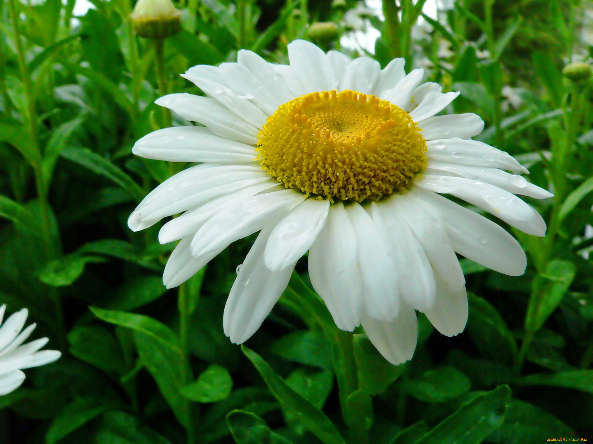 цветы, ромашки, лепестки