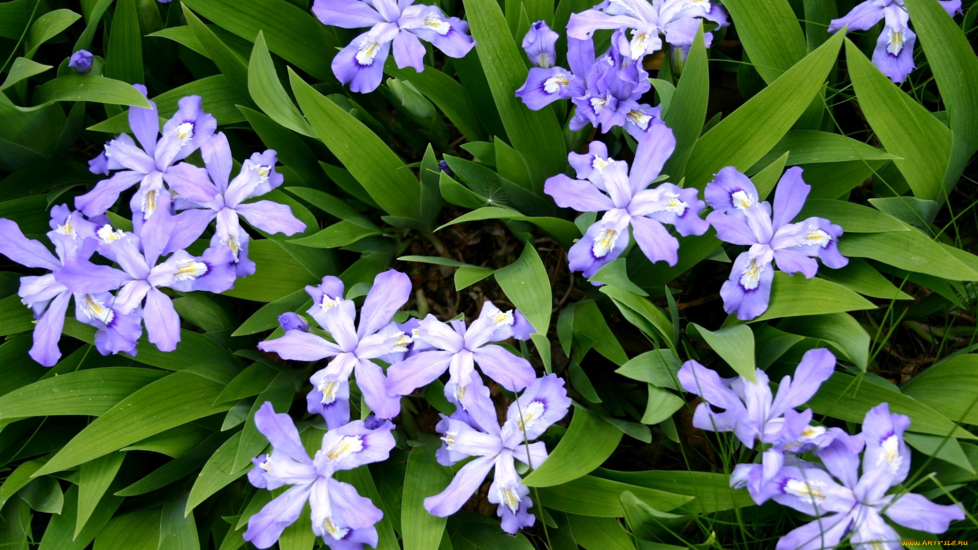 цветы, ирисы, много, сиреневый