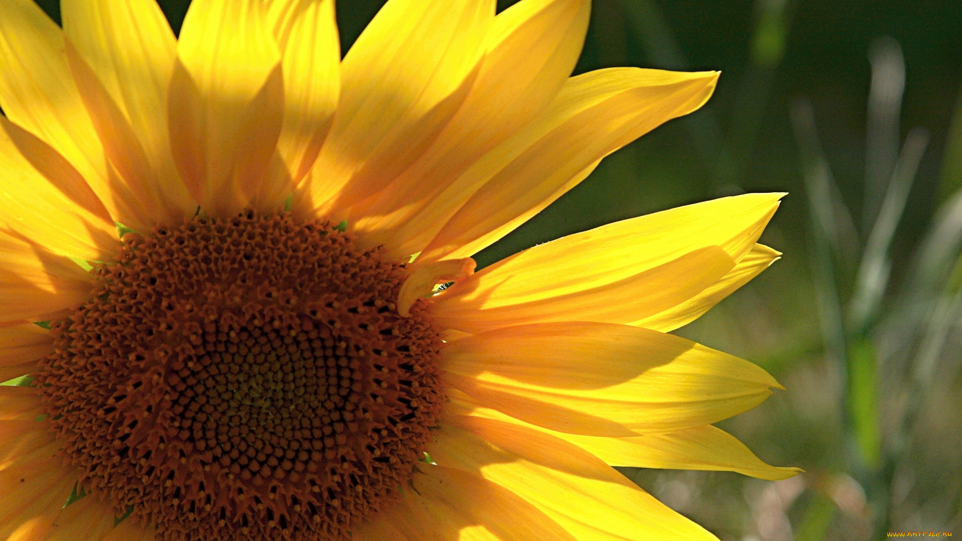 цветы, подсолнухи, лепестки, жёлтые