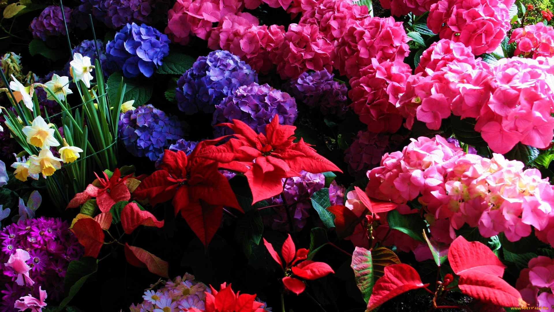 цветы, разные, вместе, листья, нарциссы, гортензия