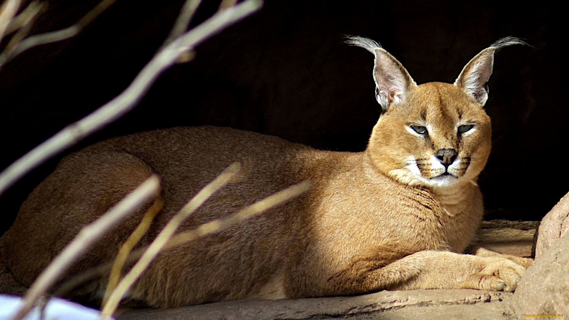 каракал, животные, рыси, кисточки, отдых, степная, рысь