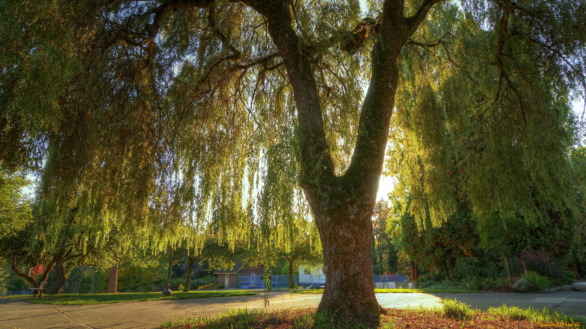 природа, деревья, большой, ива, крона