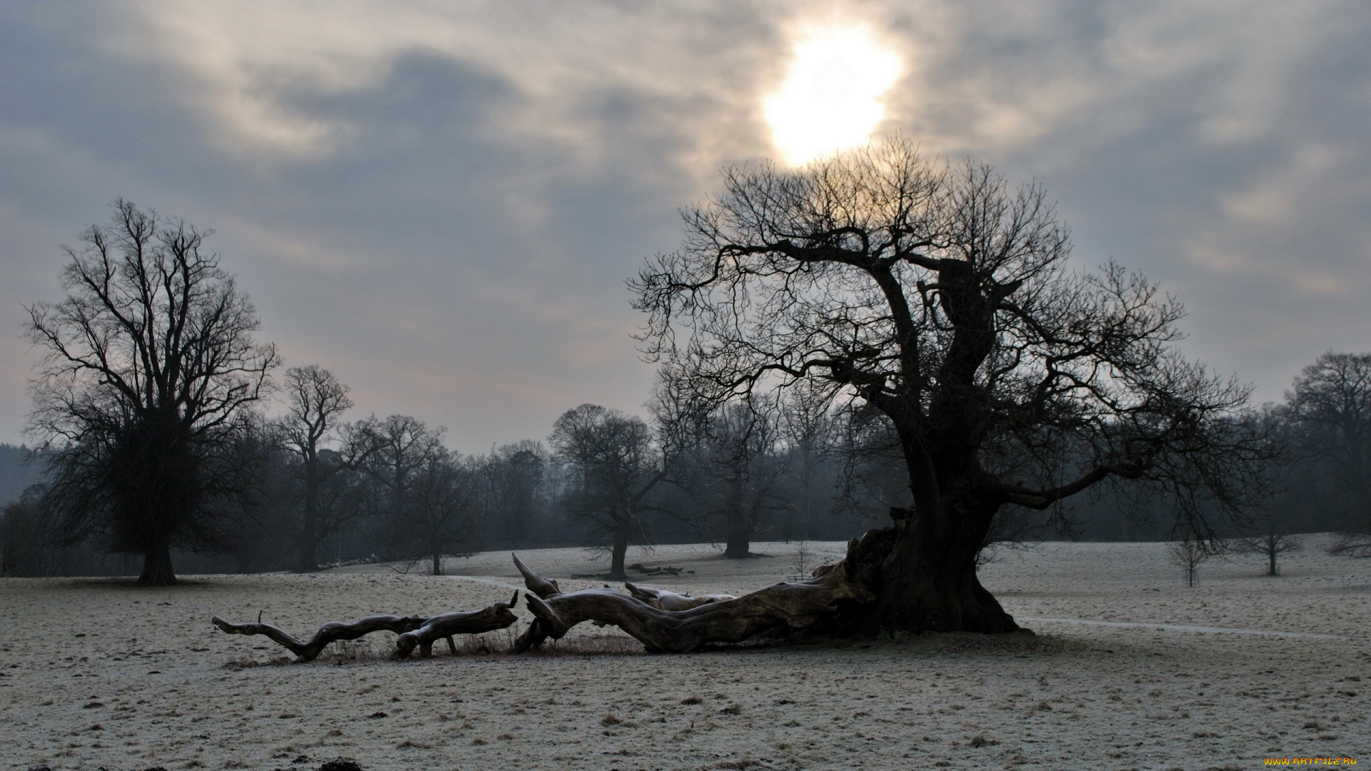 природа, деревья, вечер