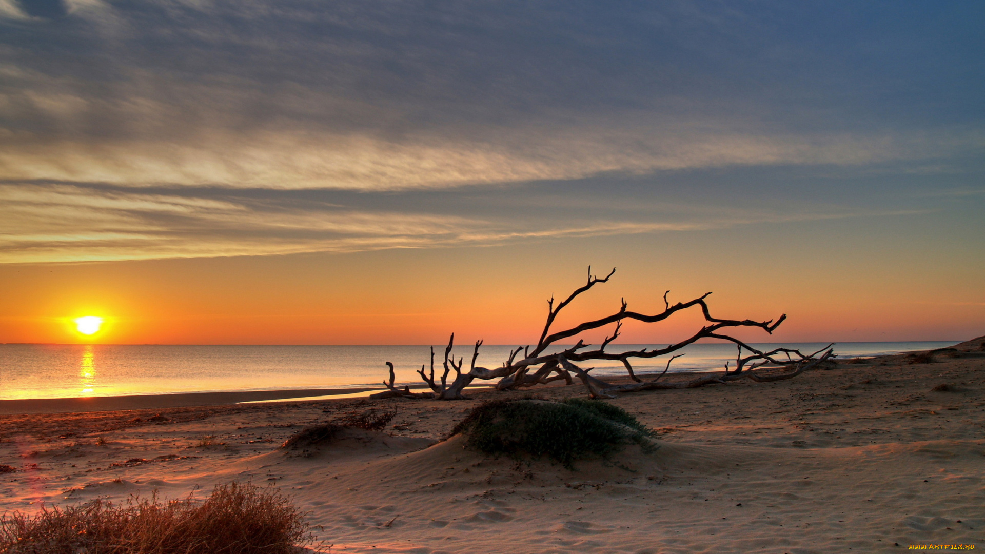 природа, восходы, закаты, пляж, море, песок, дерево, закат