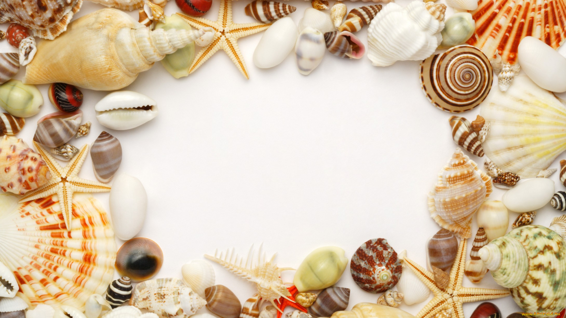 разное, ракушки, кораллы, декоративные, spa, камни