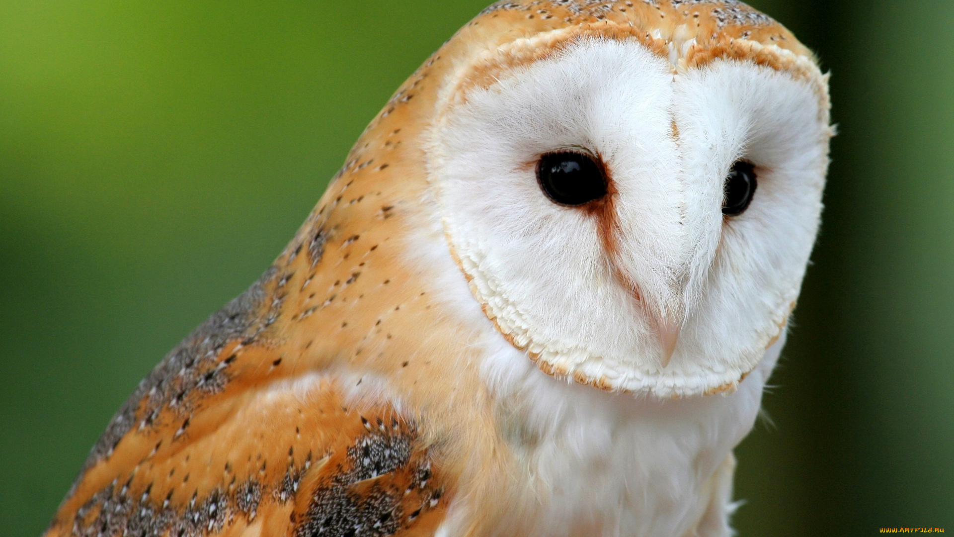 сипуха, животные, совы, взгляд