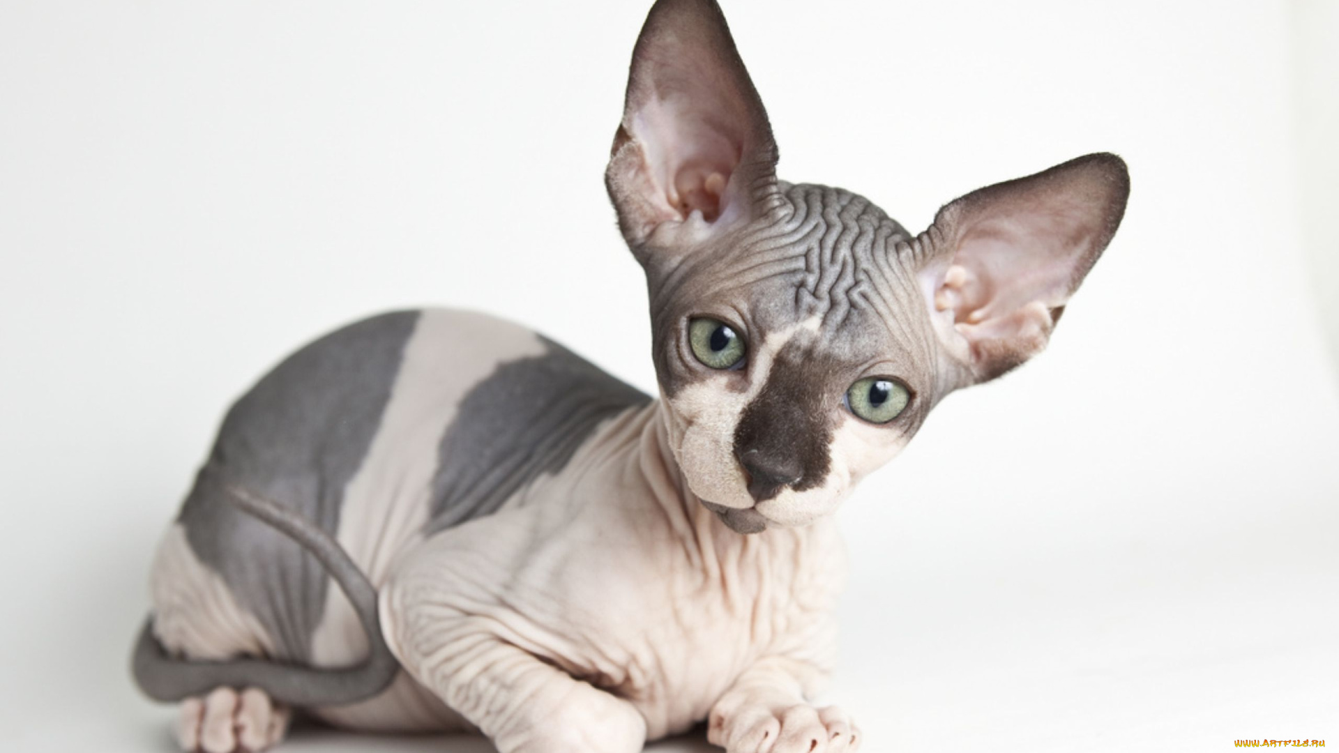 животные, коты, канадский, сфинкс