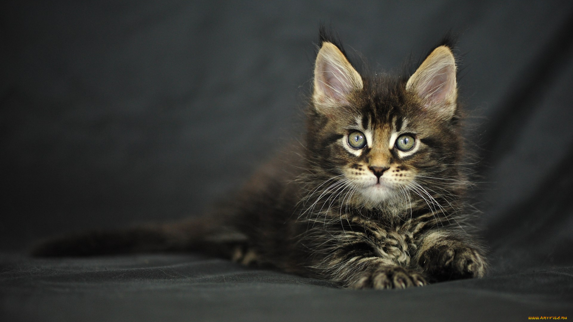 животные, коты, мейн-кун, котенок